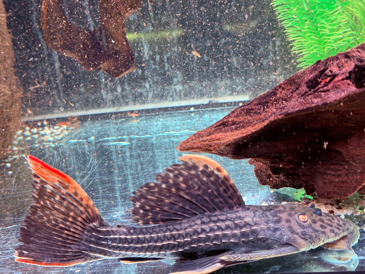 L25 Rotflossen Kaktuswels Pseudoacanthicus pirarara 22-25 cm
