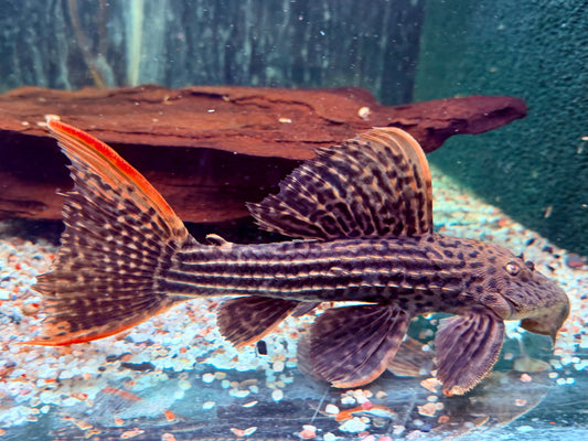 L25 Rotflossen Kaktuswels Pseudoacanthicus pirarara 23-25 cm