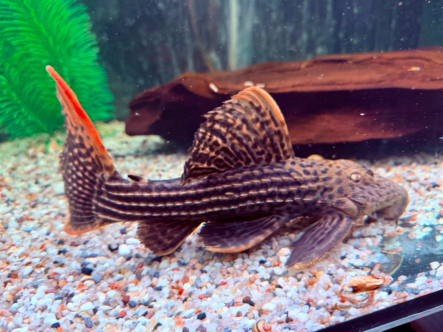 L25 Rotflossen Kaktuswels Pseudoacanthicus pirarara 23-25 cm