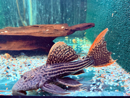 L25 Rotflossen Kaktuswels Pseudoacanthicus pirarara 23-25 cm