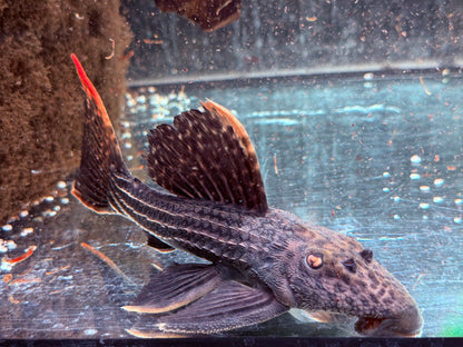 L25 Rotflossen Kaktuswels Pseudoacanthicus pirarara 22-25 cm