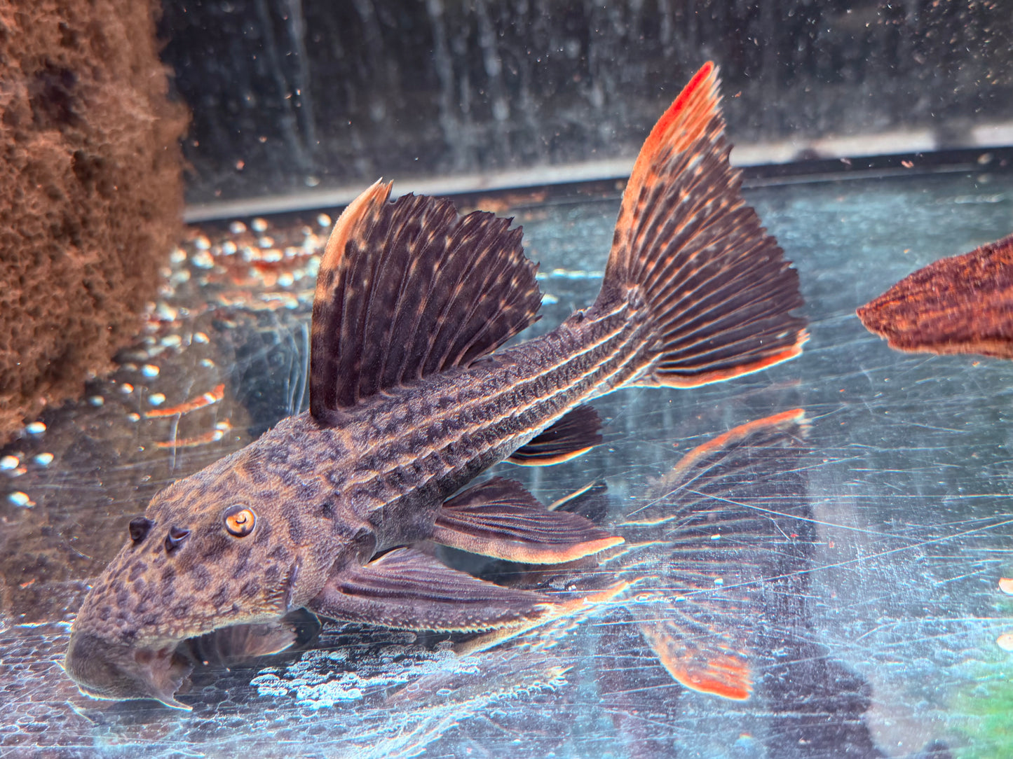 L25 Rotflossen Kaktuswels Pseudoacanthicus pirarara 22-25 cm
