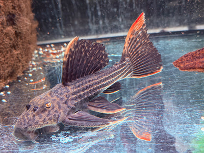 L25 Rotflossen Kaktuswels Pseudoacanthicus pirarara 22-25 cm