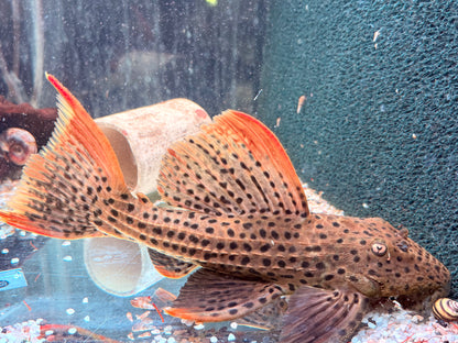 L25 Rotflossen Kaktuswels Pseudoacanthicus pirarara 25-27 cm