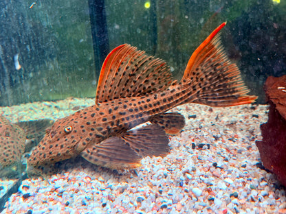 L25 Rotflossen Kaktuswels Pseudoacanthicus pirarara 25-27 cm