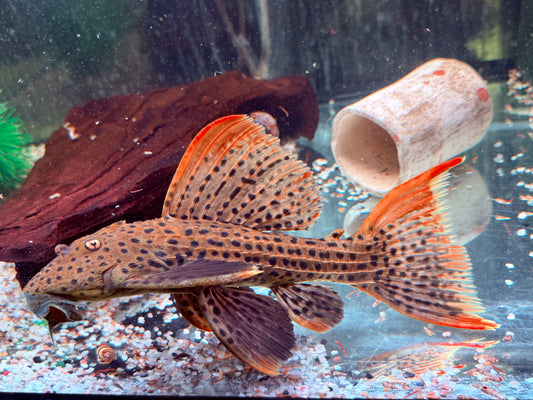 L25 Rotflossen Kaktuswels Pseudoacanthicus pirarara 25-27 cm