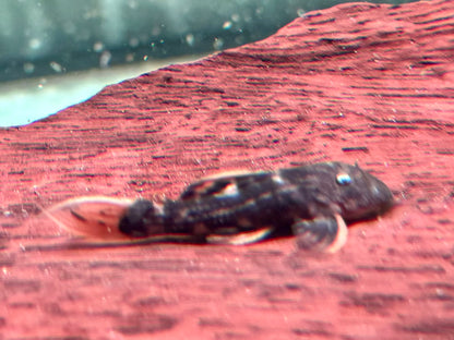 L25 Rotflossen Kaktuswels Pseudoacanthicus pirarara 3,5-4 cm  NZ
