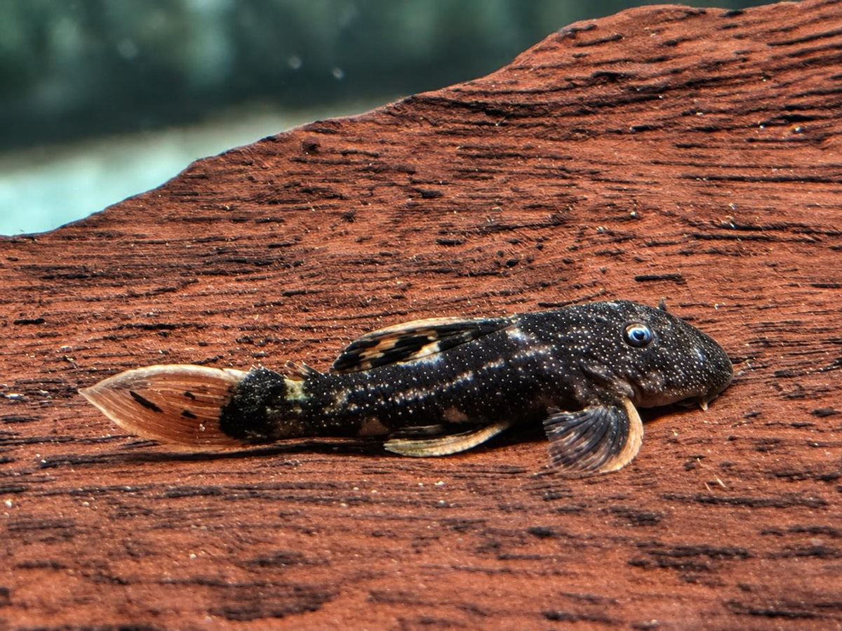 L25 Rotflossen Kaktuswels Pseudoacanthicus pirarara 3-4 cm  NZ