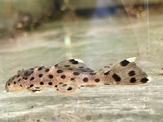 L264 Weißspitzen Rüsselzahnwels Leporacanthicus joselimai
