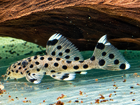 L264 Weißspitzen Rüsselzahnwels Leporacanthicus joselimai