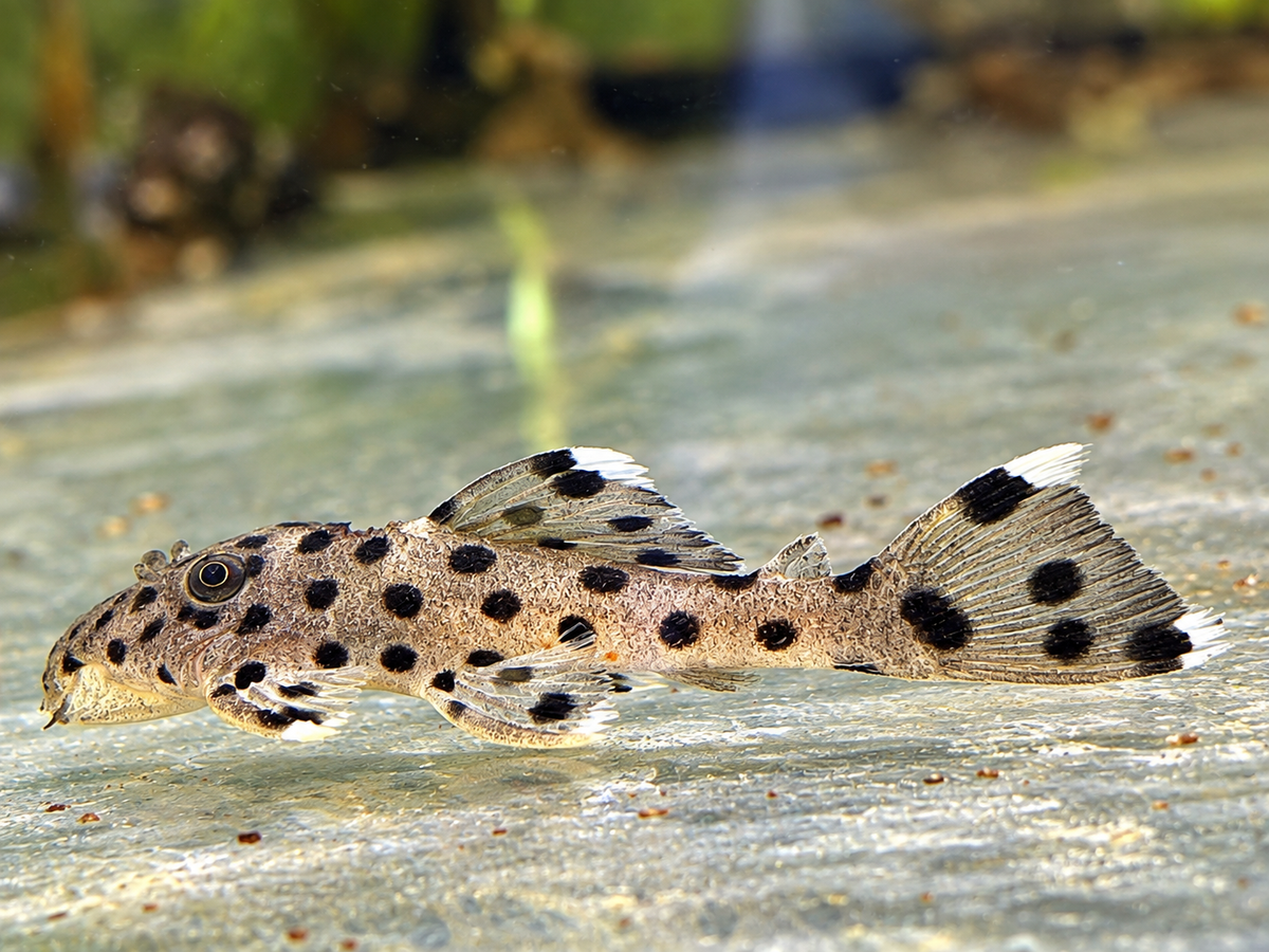 L264 Weißspitzen Rüsselzahnwels Leporacanthicus joselimai