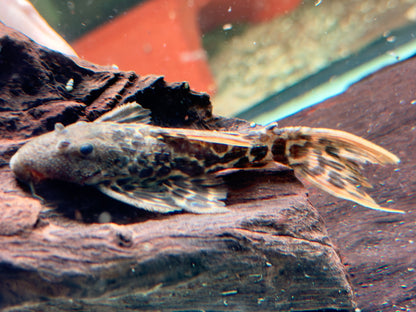 L273 Titanic Kaktuswels Pseudacanthicus sp 8,5-11 cm