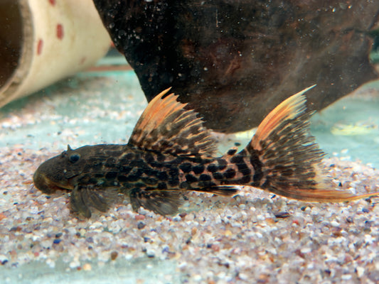 L273 Titanic Kaktuswels Pseudacanthicus sp 8,5-11 cm
