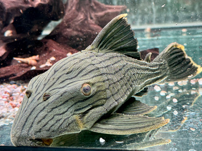 L418 Panaque cf. titan Shampupa 21-23 cm