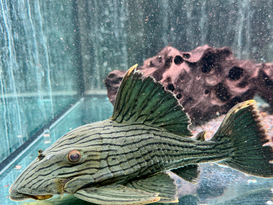 L418 Panaque cf. titan Shampupa 21-23 cm