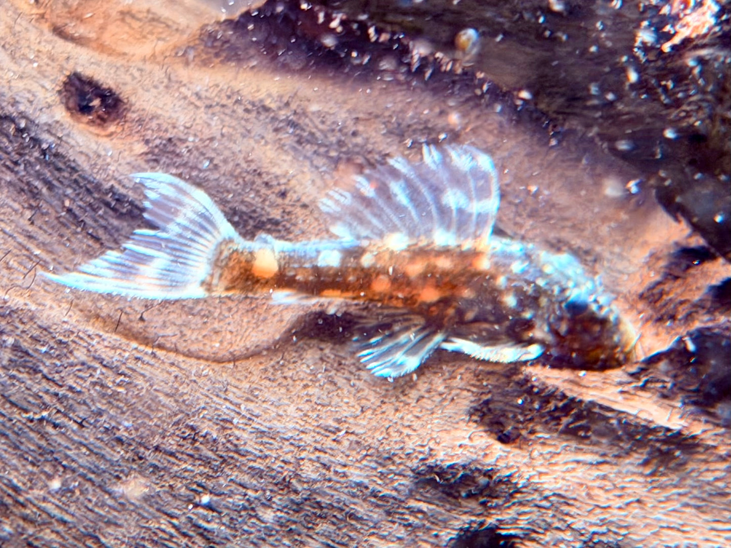 L452 Mustang Kaktuswels Pseudacanthicus sp. NZ 4,5-5,5 cm