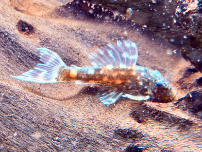 L452 Mustang Kaktuswels Pseudacanthicus sp. NZ 4,5-5,5 cm