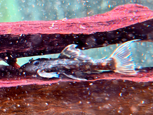 L452 Mustang Kaktuswels Pseudacanthicus sp. NZ 4,5-5,5 cm