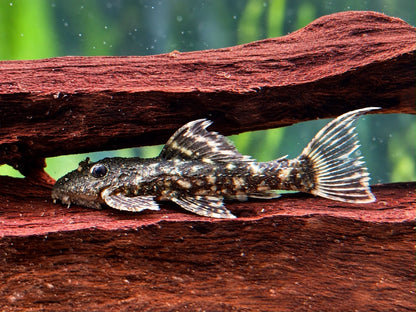L452 Mustang Kaktuswels Pseudacanthicus sp. NZ 4,5-5,5 cm