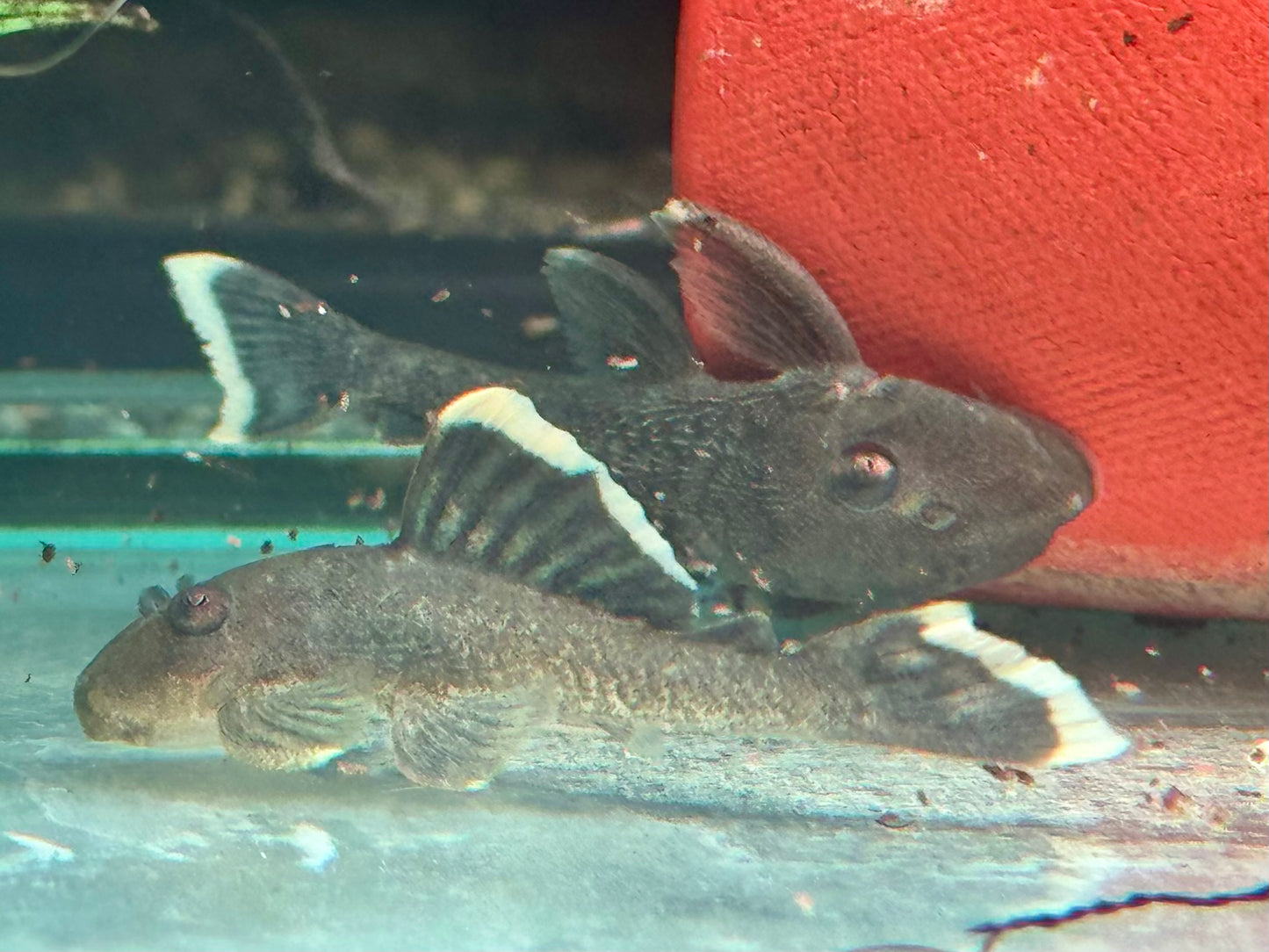 L47 Magnum Harnischwels Baryancistrus chrysolomus 5-6 cm