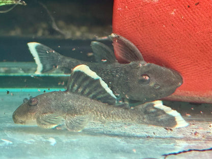 L47 Magnum Harnischwels Baryancistrus chrysolomus 5-6 cm