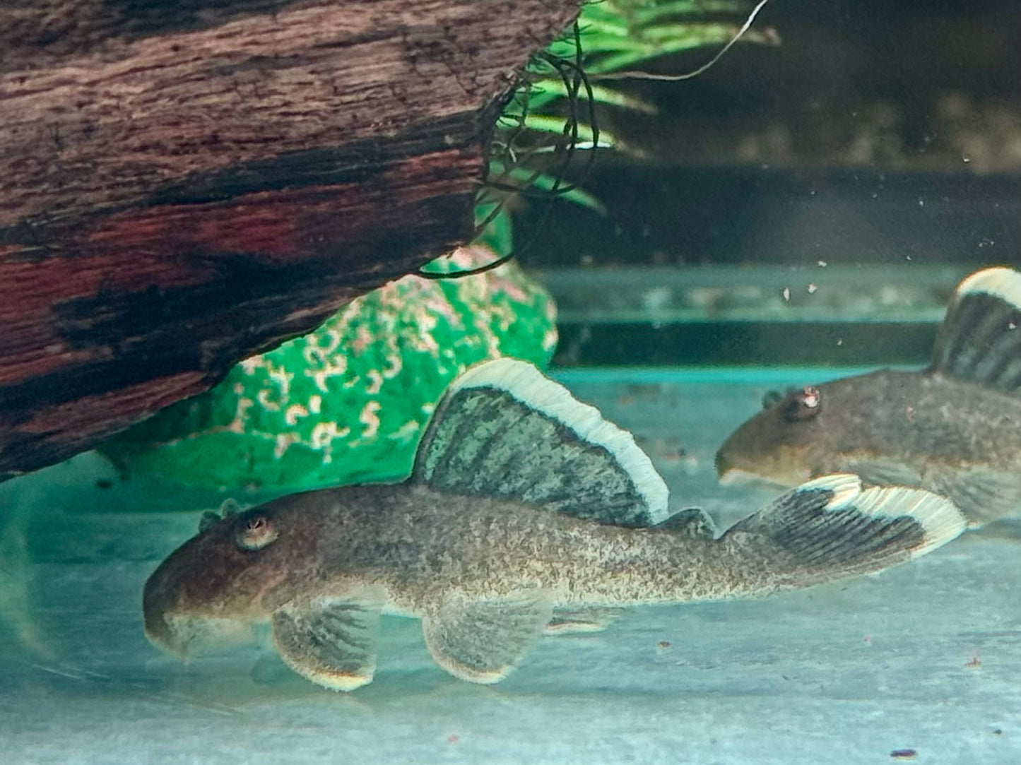 L47 Magnum Harnischwels Baryancistrus chrysolomus 5-6 cm