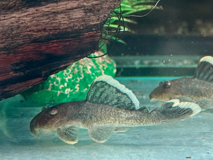 L47 Magnum Harnischwels Baryancistrus chrysolomus 5-6 cm