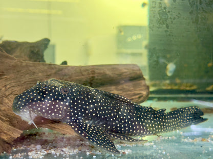 L48 Scobinancistrus cf. pariolispos 22-25 cm