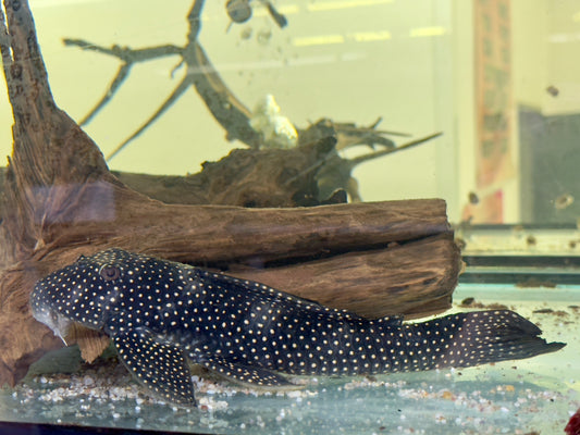 L48 Scobinancistrus cf. pariolispos 22-25 cm
