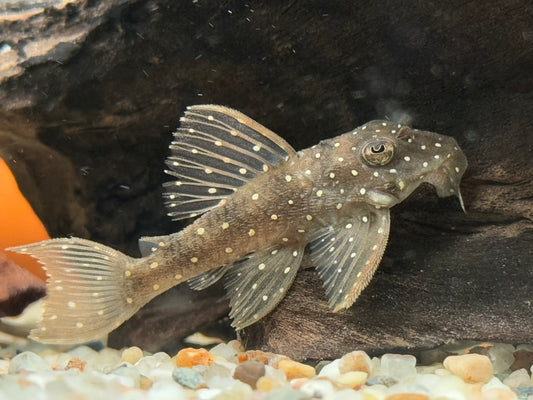 L4 Engelsharnischwels L28 Hypancistrus sp. L73
