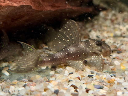 L4 Engelsharnischwels L28 Hypancistrus sp. L73