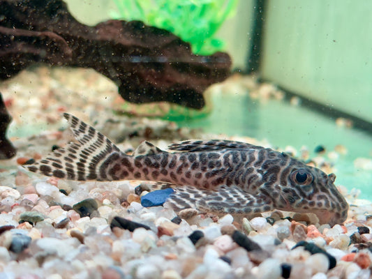 L66 Königstiger Harnischwels Hypancistrus spec. King Tiger Pleco 7-9 cm