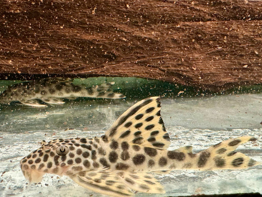 L75 Ancistomus cf. sabaji Leopard Trugschilderwels
