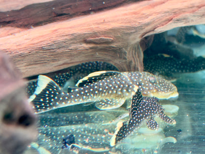 L81 Gelbsaum Prachtharnischwels Baryancistrus xanthellus 6,5-8cm