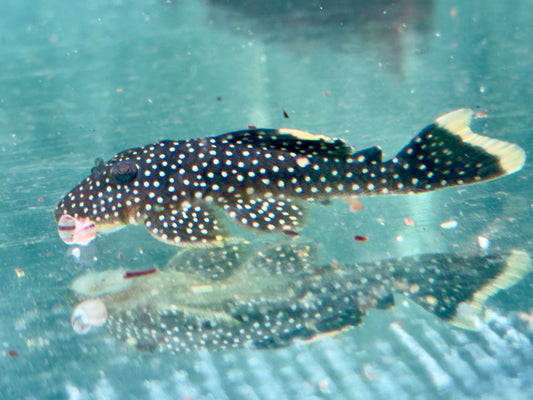 L81 Gelbsaum Prachtharnischwels Baryancistrus xanthellus 4,5-5,5 cm