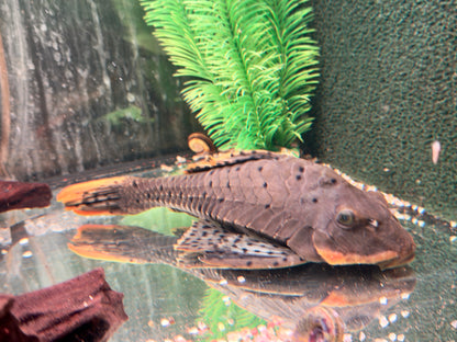 L95 Tannenzapfenwels Pseudorenilepis genibarbis 28-32cm