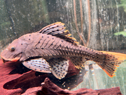 L95 Tannenzapfenwels Pseudorenilepis genibarbis 28-32cm