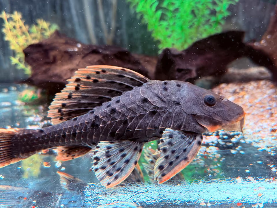 L95 Tannenzapfenwels Pseudorenilepis genibarbis 17-20 cm