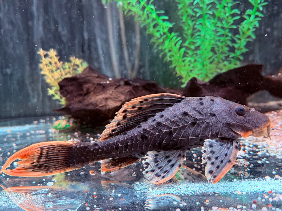 L95 Tannenzapfenwels Pseudorenilepis genibarbis 17-20 cm