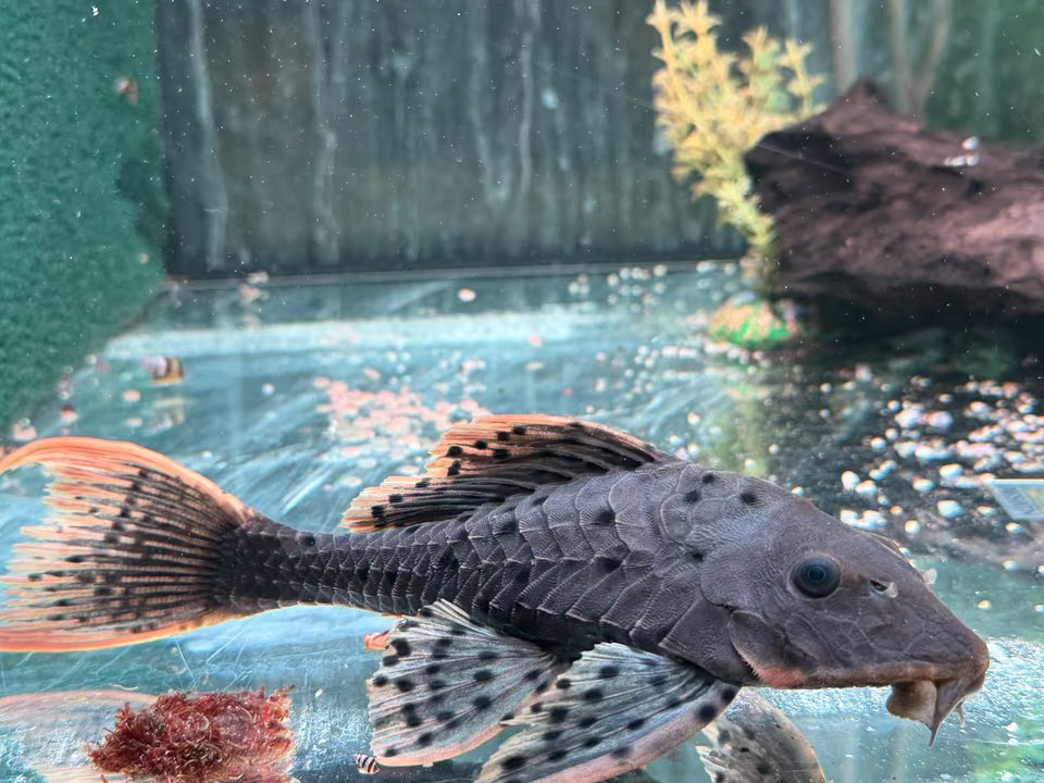 L95 Tannenzapfenwels Pseudorenilepis genibarbis 17-20 cm