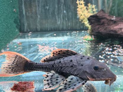 L95 Tannenzapfenwels Pseudorenilepis genibarbis 17-20 cm