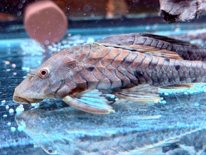L95a Black Tannenzapfenwels Pseudorenilepis genibarbis ca. 12-15 cm