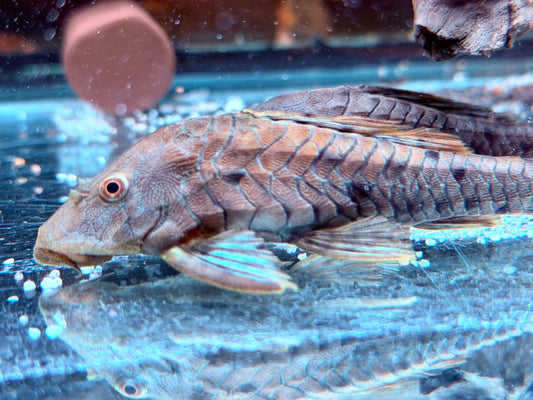 L95a Black Tannenzapfenwels Pseudorenilepis genibarbis ca. 12-15 cm
