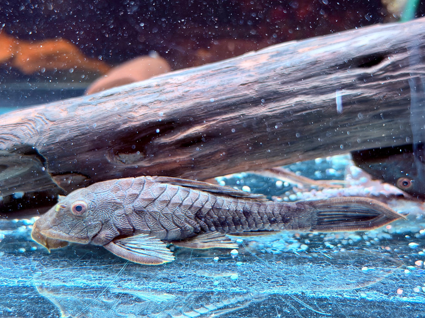 L95a Black Tannenzapfenwels Pseudorenilepis genibarbis ca. 12-15 cm
