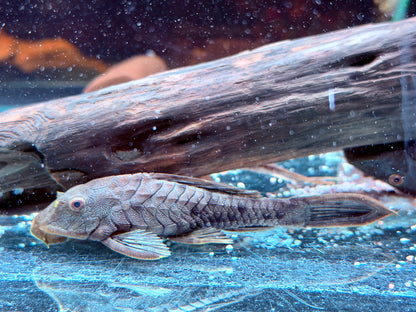 L95a Black Tannenzapfenwels Pseudorenilepis genibarbis ca. 12-15 cm