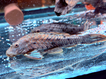 L95a Black Tannenzapfenwels Pseudorenilepis genibarbis ca. 12-15 cm