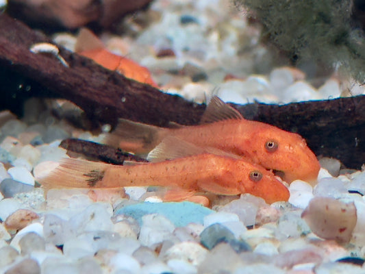 LDA 16 Roter Antennenwels Ancistrus sp.