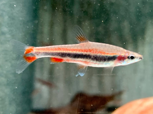 Längsband Ziersalmler Nannostomus beckfordi