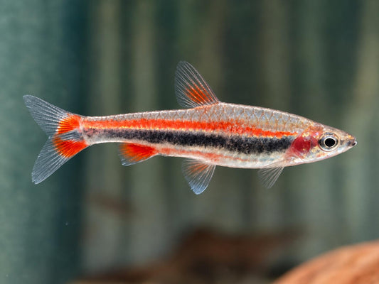 Längsband Ziersalmler Nannostomus beckfordi