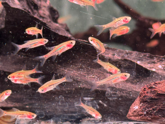 Längsband Zwergbärbling I Schwanzfleckbärblinge Boraras urophthalmoides